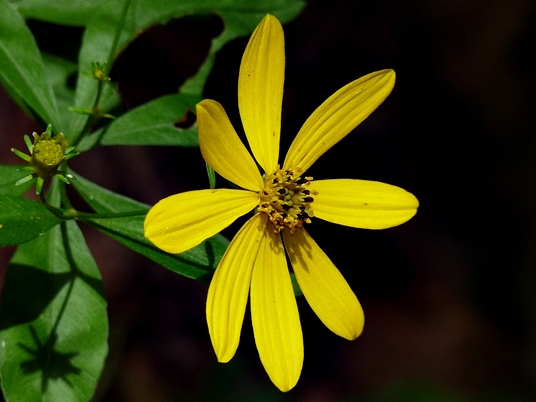 {Coreopsis major}
